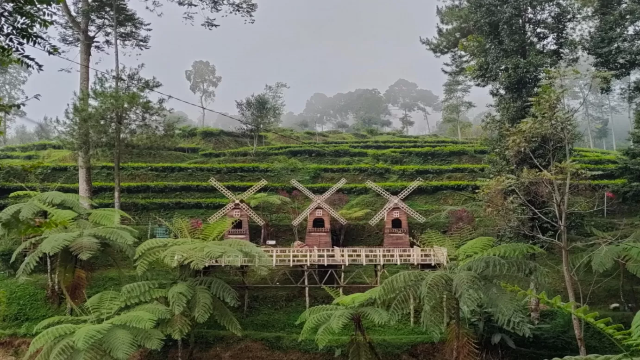 Eksplorasi Wisata Alam dan Agroindustri di Perkebunan Teh Pagilaran