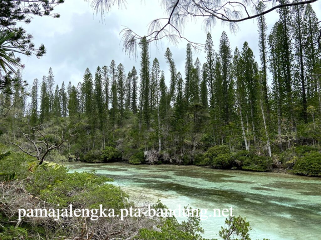 Eksplorasi Hutan Kaledonia Baru